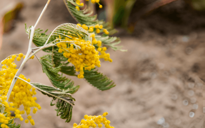 Otoño: época de alergias