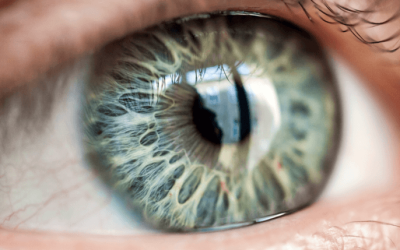 Anatomía del ojo fácil