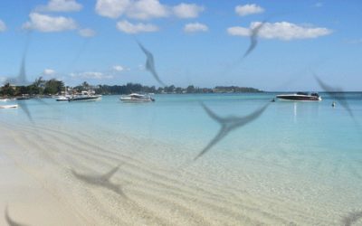 Miodesopsias: Conociendo las «moscas volantes» y cómo tratarlas