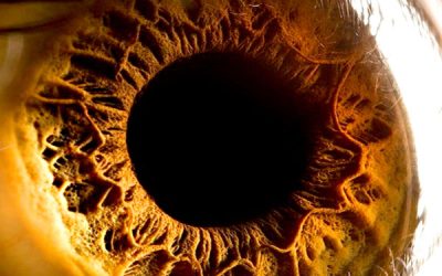 El iris: la parte más atractiva del ojo