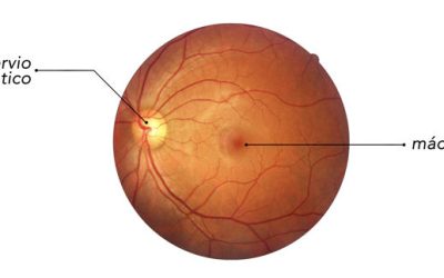 La importancia de la mácula